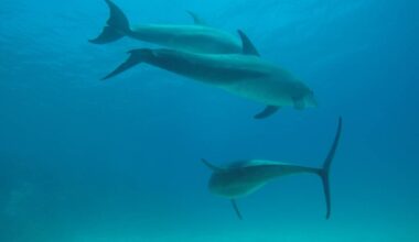 Dolphin House deep scuba diving