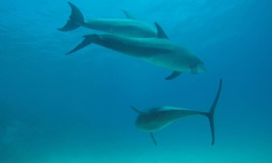 Dolphin House deep scuba diving
