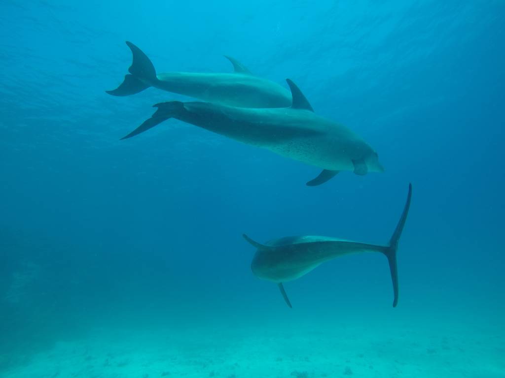 Dolphin House deep scuba diving
