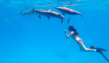 Diving with