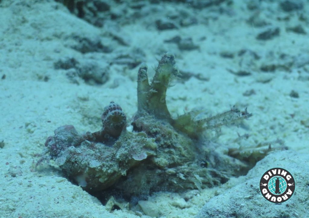 Marine Life