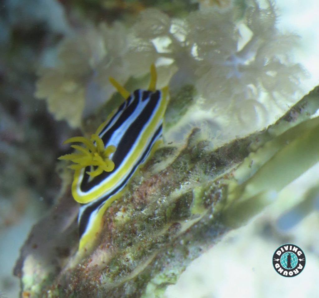Marine Life