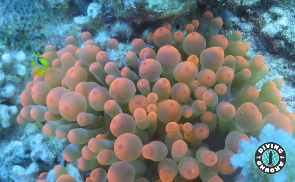 Marine Life