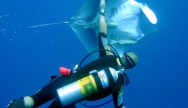 Deep Diving with Enriched Air Nitrox The Benefits and Limitations