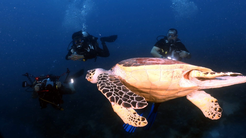 Diving Marsa Alam or Hurghada