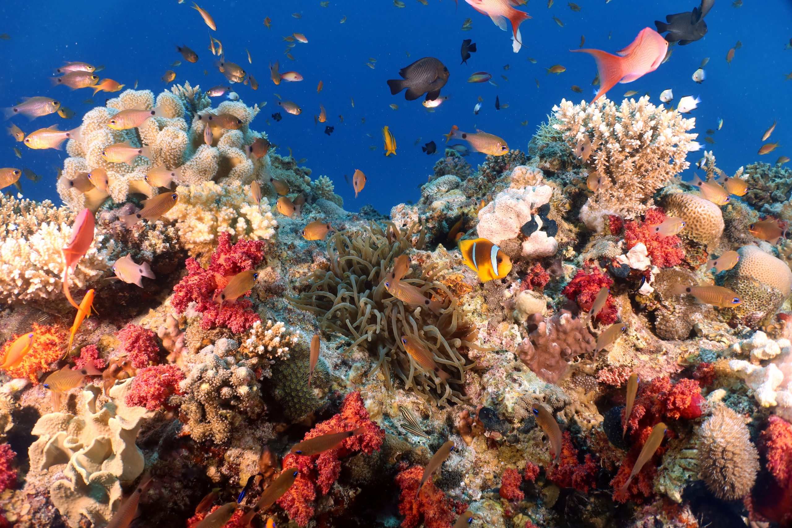Diving Prices in Hurghada