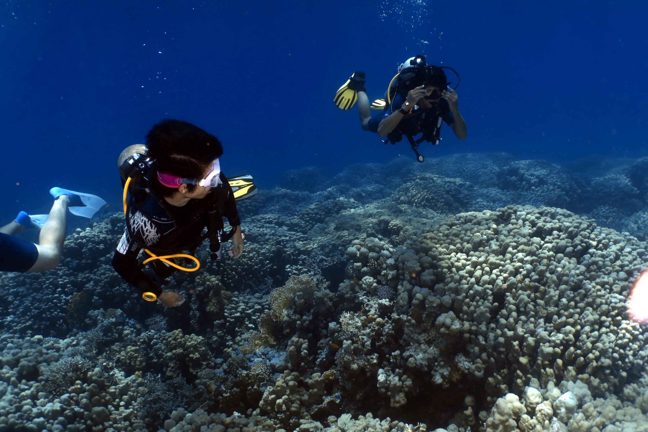 Explorer With Our PADI Diving Courses