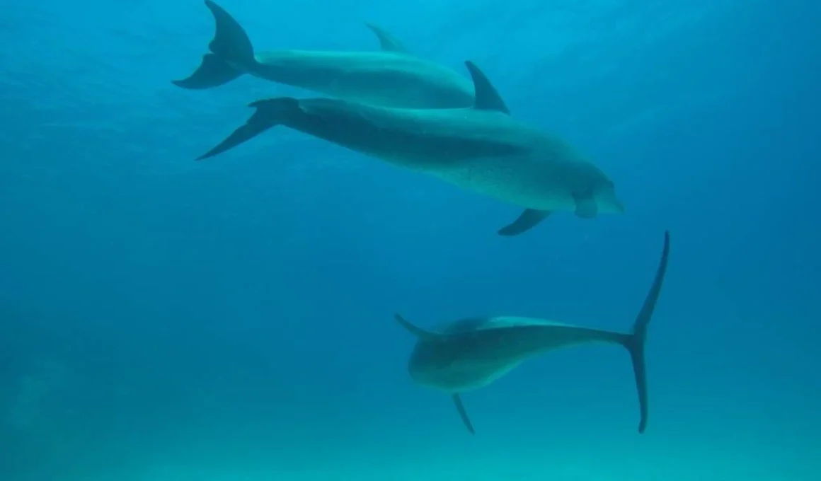 Dolphin House – Shaab el Erg
