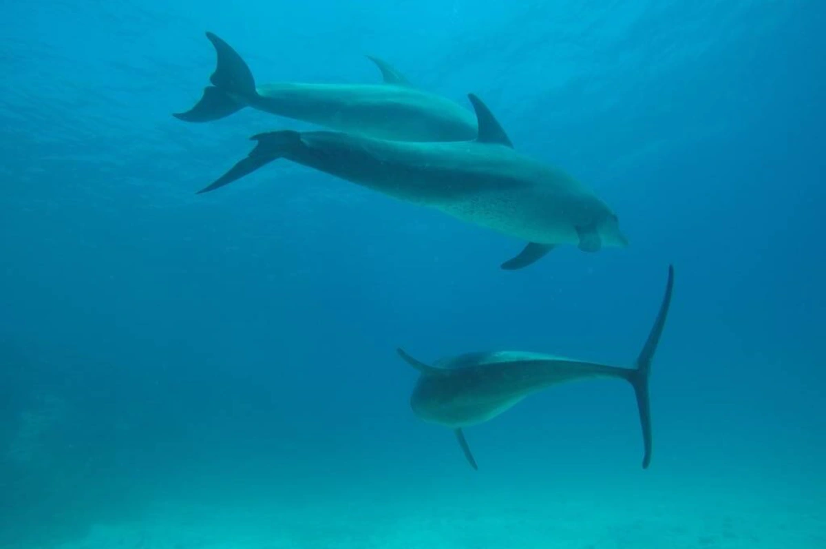 Dolphin House – Shaab el Erg
