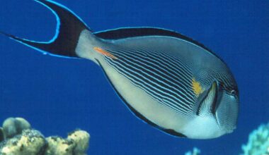 Endemic Fishes of the Red Sea
