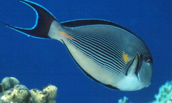 Endemic Fishes of the Red Sea