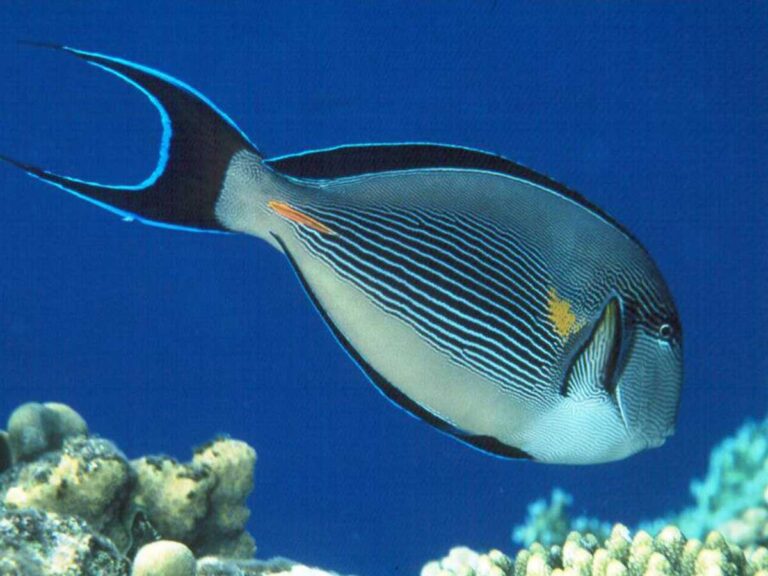 Endemic Fishes of the Red Sea