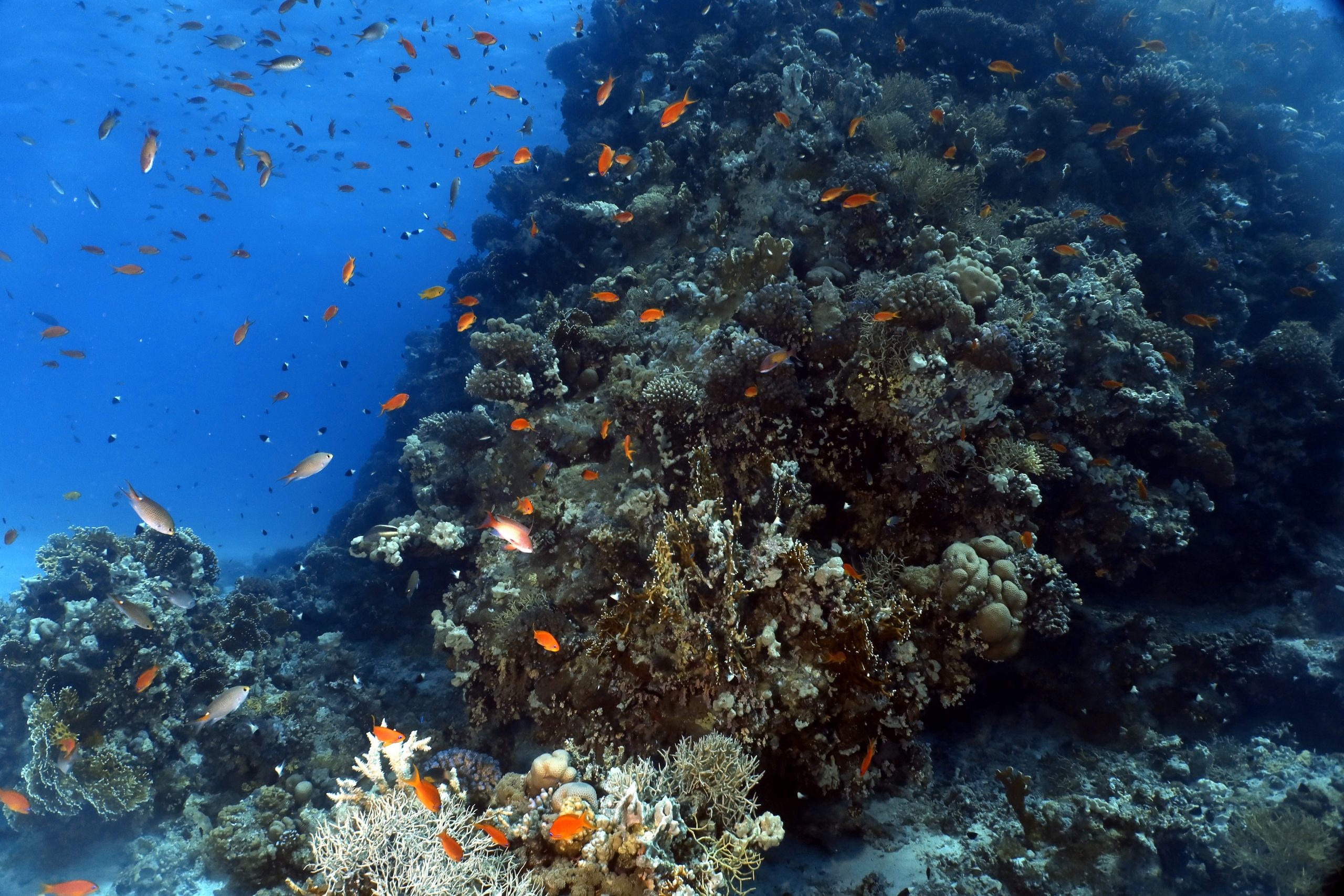  Egypt has launched three new diving sites off the coast of the Red Sea