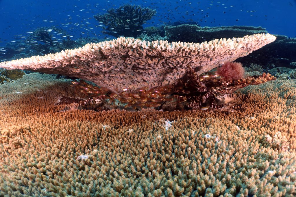 Diving Dive Sites in Hurghada
