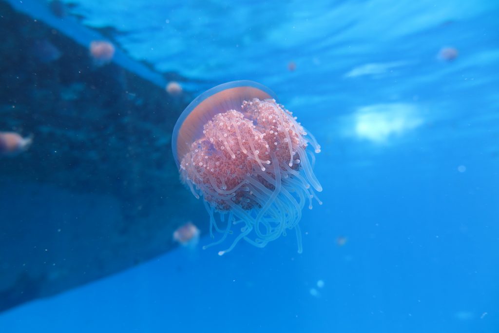 marine life in Hurghada