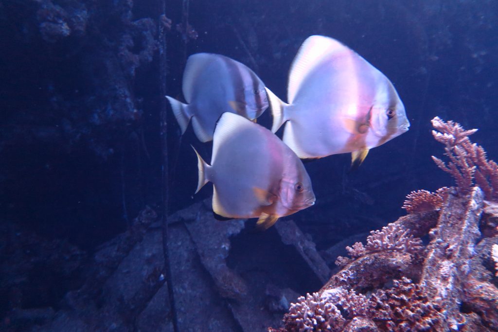 marine life in Hurghada