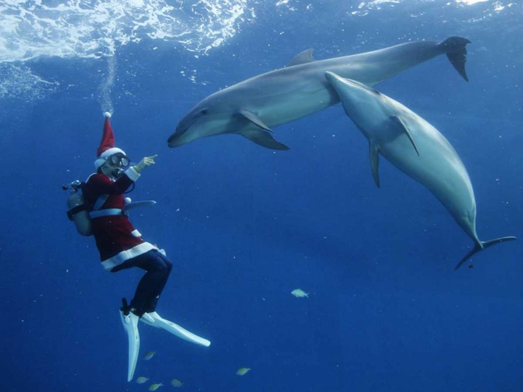 Scuba Diving With Dolphin in Hurghada