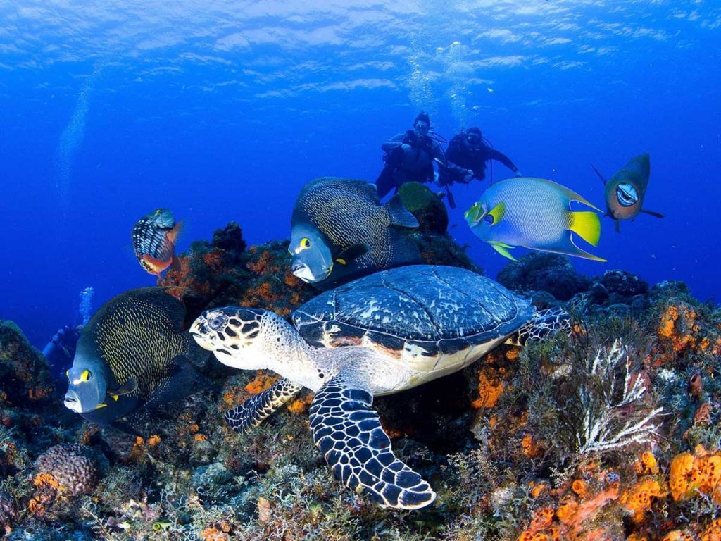 Diving in Egypt Red Sea
