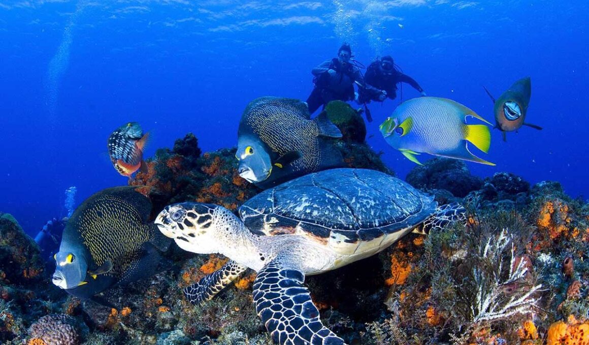 Diving in Egypt Red Sea