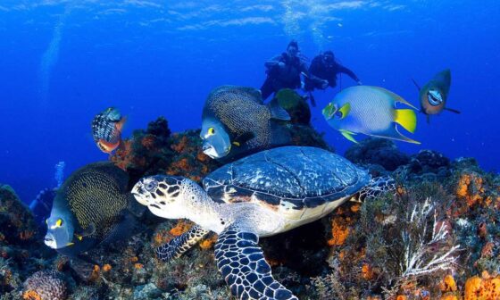 Diving in Egypt Red Sea