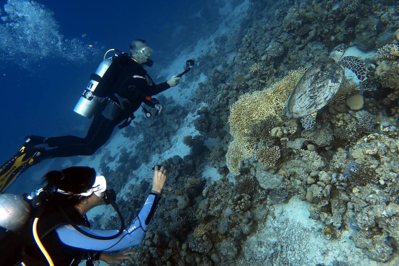 Diving in El Gouna and Hurghada Your Ultimate Guide