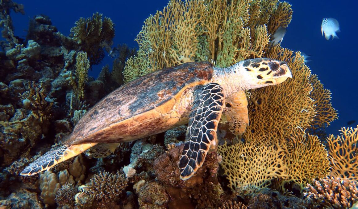 Diving in El Gouna and Hurghada