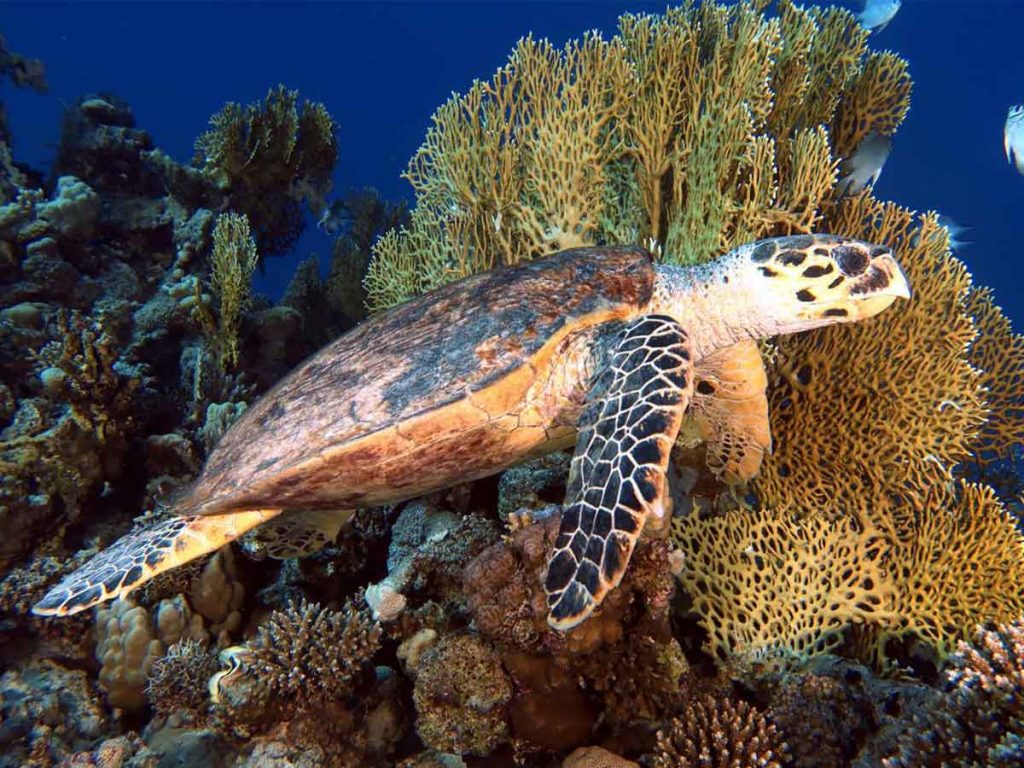Marine Life of Hurghada