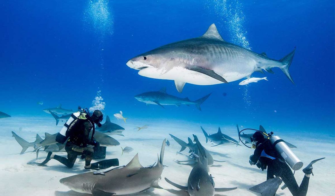 Diving with Sharks in Hurghada | Underwater Exploration Guide
