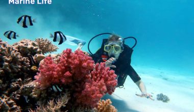 Marine Life Hurghada daily diving