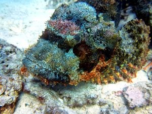 Red Sea fish and coral reef with certified divers exploring"
