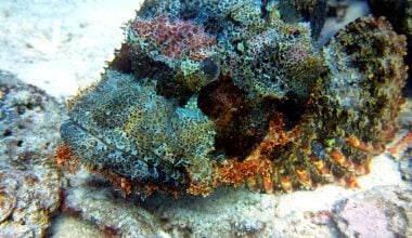 Red Sea fish and coral reef with certified divers exploring"