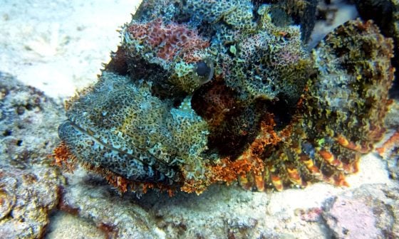 Red Sea fish and coral reef with certified divers exploring"