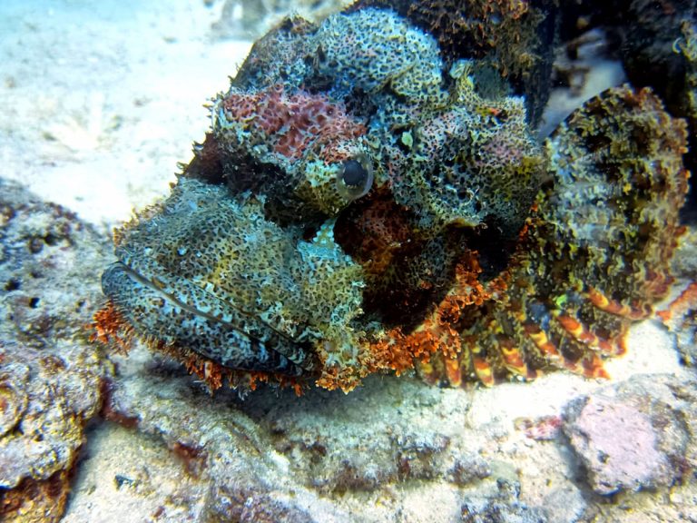 Red Sea fish and coral reef with certified divers exploring"
