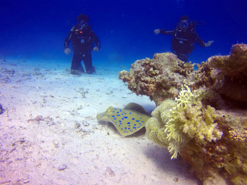 Egypt diving seasons