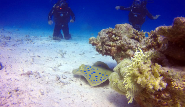 Egypt diving seasons