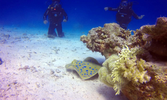 Egypt diving seasons