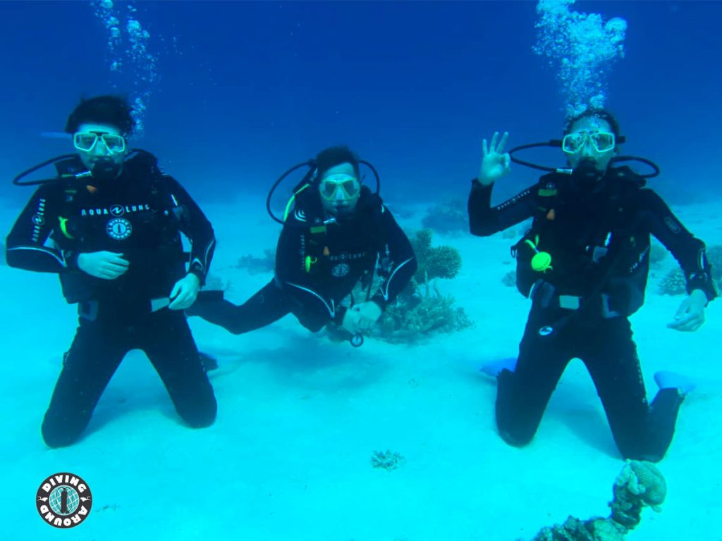 Red Sea marine life including turtle, clownfish, and soft corals seen on daily dives