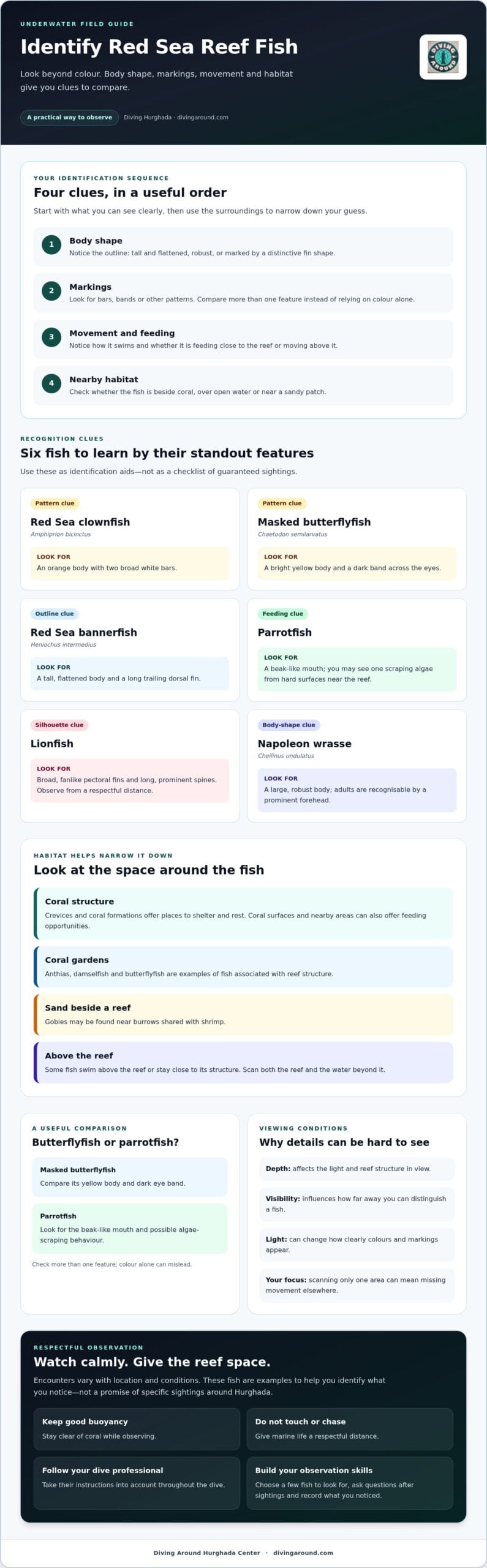 Red Sea Fishes: A Guide to Reef Fish and How to Spot Them